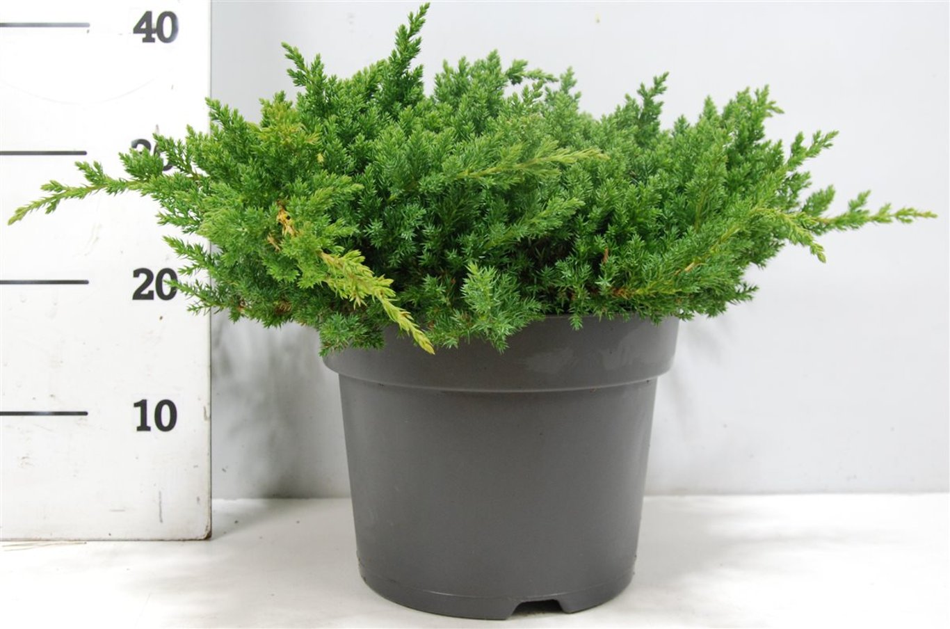 Juniperus procumbens 'Nana' - C7.5 40-50 CM